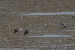 Grote kanoet 3-Texel 16-5-2016