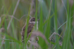 Grote karekiet 1-Onlanden 15-6-2016 b