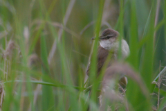 Grote karekiet 2-Onlanden 15-6-2016 b