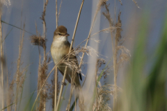 Grote karekiet 2 Zuidlaardermeergebied 2-6-2019