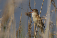 Grote karekiet Zuidlaardermeergebied 2-6-2019