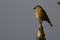 Grote kruisbek 1-Texel 16-10-2017