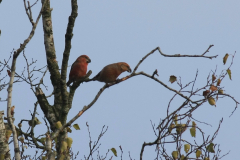 Grote kruisbek 5-Drenthe 9-11-2017