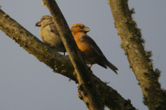 Grote kruisbek 5-Texel 16-10-2017