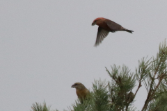 Grote kruisbek-Drenthe 10-11-2022