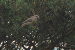 Grote kruisbek-Drenthe 2-11-2013 b