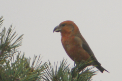 Grote kruisbek-Drenthe 23-10-2013