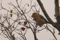 Grote kruisbek-Drenthe 8-11-2017 b