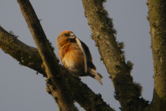 Grote kruisbek-Texel 16-10-2017