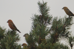 Grote kruisbek en Kruisbek-Drenthe 23-10-2013