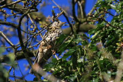 Grote lijster 1-Drenthe 17-4-2016