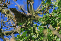 Grote lijster-Drenthe 17-4-2016