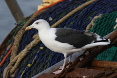 Grote mantelmeeuw, adult 1 Lauwersoog 19-10-2021