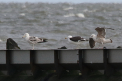 Grote mantelmeeuw, adult, 2e en 3e kj. Eemshaven 2-5-2023