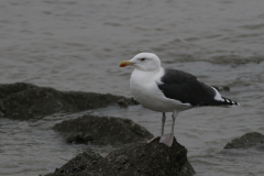 Grote mantelmeeuw, adult Lauwersoog 19-10-2021