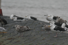 Grote mantelmeeuw, adult en 1e kj.-Lauwersoog 27-10-2010