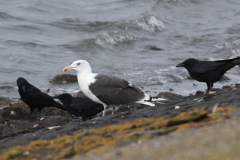 Grote mantelmeeuw, adult en Zwarte kraai  Texel 11-10-2023