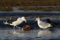 Grote mantelmeeuw en Zilvermeeuw-Lauwersmeer 19-1-2023