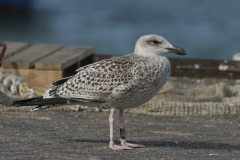 Grote mantelmeeuw,1e kj.-Lauwersoog 11-9-2009