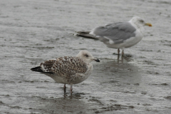 Grote mantelmeeuw,2e kj. ♀ en Zilvermeeuw-Groningen-kust 28-8-2011