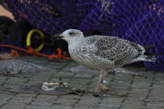 Grote mantelmeeuw,2e kj.-Lauwersoog 28-1-2016 b