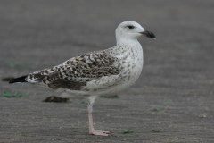 Grote mantelmeeuw,2e kj.-Lauwersoog 31-8-2012