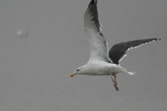 Grote mantelmeeuw,adult 1-Groningen-kust 4-11-2007