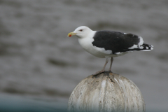 Grote mantelmeeuw,adult-Groningen-kust 4-11-2007