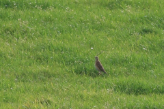 Grote pieper 3-Texel 11-10-2014