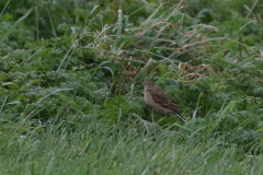 Grote pieper 3-ZuidHolland 13-12-2020