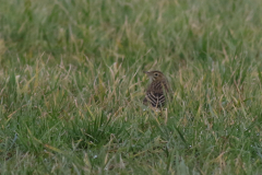 Grote pieper 4-ZuidHolland 13-12-2020