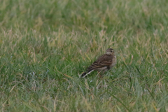 Grote pieper 5-ZuidHolland 13-12-2020