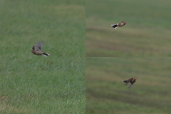 Grote pieper 9-ZuidHolland 13-12-2020