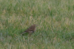 Grote pieper-ZuidHolland 13-12-2020