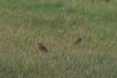 Grote pieper en Graspieper Zuidholland 13-12-2020