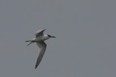 Grote stern, 1e kj. -Vlieland 16-9-2012