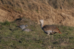 Grote trap, re-introduced Germany, 2 Friesland 27-2-2022