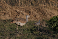 Grote trap, re-introduced Germany, 5 Friesland 27-2-2022