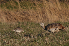 Grote trap, re-introduced Germany, 6 Friesland 27-2-2022