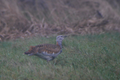 Grote trap, re-introduced Germany, Friesland 23-12-2021 b