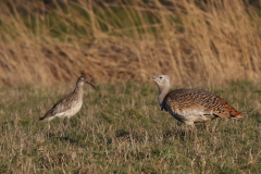 Grote trap, re-introduced Germany, Friesland 27-2-2022