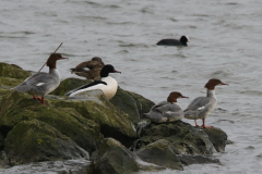 Grote zaagbek, ♀ en ♂ Friesland 12-3-2023