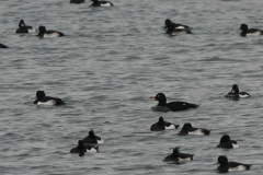 Grote zee-eend 1, adult ♂ en Kuifeend -Flevoland 27-11-2014