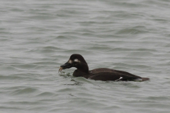 Grote zee-eend 2-Eemshaven 24-11-2011