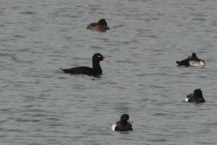 Grote zee-eend, adult ♂ en Kuifeend  2-Flevoland 27-11-2014