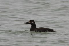 Grote zee-eend 3-Eemshaven 24-11-2011