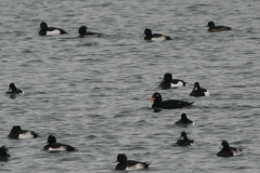 Grote zee-eend, adult ♂ en Kuifeend -Flevoland 27-11-2014