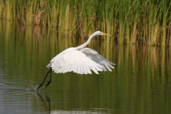 Grote zilverreiger 1 Friesland 26-8-2019