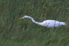 Grote zilverreiger 1-Lauwersmeer 13-9-2011