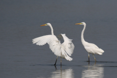 Grote zilverreiger 2 Friesland 26-8-2019